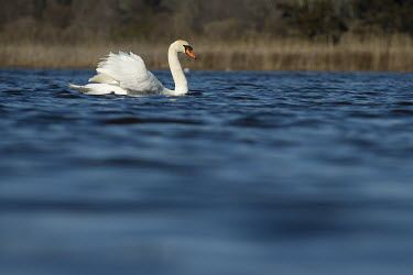 A mute swan swims on bright blue water with its large white wings held up behind its back blue,Mute Swan,Waterfowl,swan,swans,bird,birds,bright,brown,colourful,duck,feathers,orange,sunny,swimming,water,water level,white,wing,winter,Mute swan,Cygnus olor,Aves,Birds,Chordates,Chordata,Anseri