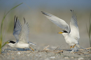 A pair of least terns separate just after they had mated on the beach least tern,tern,terns,action,beach,behaviour,brown,courtship,grass,grey,green,mating,sand,white,wings,Sternula antillarum,BIRDS,Least Tern,animal,behavior,black,gray,low angle,wildlife,yellow