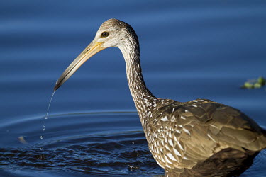A limpkin stands in shallow water after pulling its head out of the water with a dripping bill blue,Animalia,Chordata,Aves,Gruiformes,Aramidae,Aramus guarauna,limpkin,bird,birds,wader,wetland,action,blue water,brown,dripping,pattern,smooth background,splash,sunny,water drop,white,Limpkin,BIRDS,