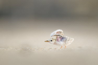 A tiny least tern chick flaps its undeveloped wings on a sandy beach least tern,tern,terns,New Jersey,baby,beach,chick,cute,early,flapping,fuzzy,morning,sand,small,tiny,white,wings,Sternula antillarum,BIRDS,Least Tern,animal,baby animal,baby bird,black,ground level,low