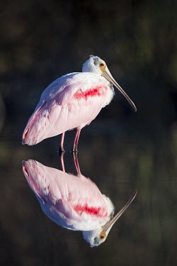 A bright pink roseate spoonbill stands in shallow water with a mirror like reflection in the afternoon sunlight spoonbill,bird,birds,Roseate Spoonbill,calm,dark,dramatic,mirror,pink,reflection,sun,water,water level,white,Roseate spoonbill,Platalea ajaja,Threskiornithidae,Ibises, Spoonbills,Aves,Birds,Ciconiifor