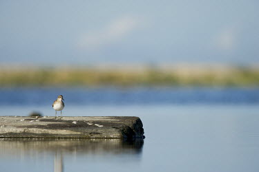 A tiny least sandpiper stands on a partially submerged log on a bright sunny day blue,Least Sandpiper,Log,sandpiper,bright,cute,perched,reflection,small,sunny,tiny,water,Semipalmated sandpiper,Calidris pusilla,Semipalmated Sandpiper,Charadriiformes,Shorebirds and Terns,Sandpipers,