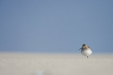A lone dunlin stands on a sandy beach on a bright sunny day with a smooth blue background shorebird,bird,birds,alone,beach,brown,shallow focus,minimal,sand,single,smooth background,space,sunny,white,Dunlin,Calidris alpina,Chordates,Chordata,Aves,Birds,Charadriiformes,Shorebirds and Terns,S