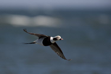 A male long-tailed duck flies past with the blue ocean in the background blue,Long-Tailed Duck,Waterfowl,bright,drake,duck,flying,male,ocean,pink,sunny,water,white,wings,bird,birds,Long-tailed duck,Clangula hyemalis,Long-tailed Duck,Chordates,Chordata,Anseriformes,Aves,Bir