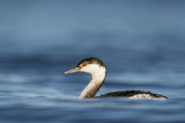 A horned grebe sits low in the water as it swims by in the bright blue water with red eyes blue,GREBES,Horned Grebe,eye,red,sunlight,water,water level,white,Horned grebe,Podiceps auritus,Grebes,Podicipediformes,Ciconiiformes,Herons Ibises Storks and Vultures,Aves,Birds,Podicipedidae,Chordat