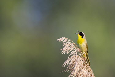 A male common Yellowthroat sings out in the early morning sun while perched on phragmite grass Common throat,warbler,brown,calling,grey,green,loud,male,perched,phragmites,singing,smooth background,song,sunny,Animalia,Chordata,Aves,Passeriformes,Parulidae,Geothlypis trichas,Common yellowthroat,A