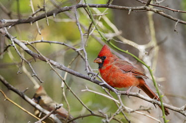 A bright red male Northern cardinal perches in a tangle of branches cardinal,bird,birds,Vine,branches,green,male,red,soft light,thorns,Northern cardinal,Cardinalis cardinalis,Cardinalidae,Cardinals,Chordates,Chordata,Aves,Birds,Perching Birds,Passeriformes,Omnivorous,