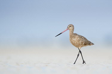 A handsome marbled Godwit walks across a sandy beach and crosses its legs against a soft blue background blue,Marbled Godwit,sandpiper,bill,brown,pink,walking,Animalia,Chordata,Aves,Charadriiformes,Scolopacidae,Limosa fedoa,bird,birds,godwit,Marbled godwit,BIRDS,Blue,Florida,SANDPIPERS,animal,black,groun