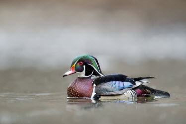 An incredibly colourful male wood duck swims on a small river on an overcast day Waterfowl,Wood Duck,brown,colourful,duck,green,male,orange,overcast,purple,red,rust,soft light,swimming,water,water level,white,Wood duck,Aix sponsa,Chordates,Chordata,Aves,Birds,Anseriformes,Ducks, G