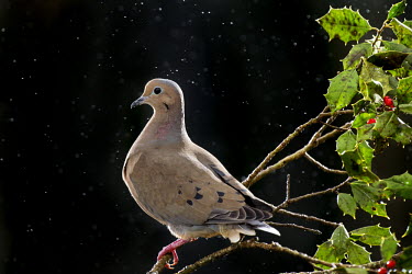 A mourning dove is perched on a branch of holly against a black background in the rain Mourning Dove,berries,bird feeder,brown,dramatic,flash,grey,green,holly,leaves,perch,rain,dove,bird,birds,Zenaida macroura,Mourning dove,Pigeons, Doves,Columbidae,Pigeons and Doves,Columbiformes,Aves,