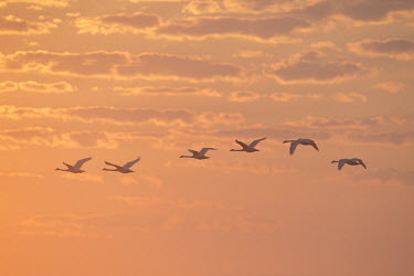 A small flock of mute swans fly into the orange and yellow sunrise early one morning Mute Swan,Waterfowl,beach,clouds,duck,early,flock,flying,group,morning,orange,pink,sand,sunrise,white,wings,swan,swans,bird,birds,Cygnus olor,Mute swan,Aves,Birds,Chordates,Chordata,Anseriformes,Ducks