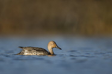 A female Northern pintail lazily floats by on a bright sunny morning between dunking her head foraging for food blue,Northern Pintail,Waterfowl,bright,brown,duck,female,floating,hen,sunny,swimming,water,water level,white,Northern pintail,Anas acuta,Aves,Birds,Ducks, Geese, Swans,Anatidae,Anseriformes,Chordates,