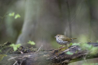 An ovenbird perches on a log with some moss growing on it in the forest with soft overcast light bird,birds,warbler,brown,forest,green,leaves,moss,orange,overcast light,perched,spring,tree,white,Ovenbird,Seiurus aurocapilla,Aves,Birds,Perching Birds,Passeriformes,Chordates,Chordata,Parulidae,Wood