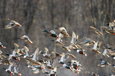 A large flock of Northern shoveler ducks take off quickly out of the water creating a lot of splashing Northern Shoveler,Waterfowl,action,brown,duck,female,flock,flying,green,group,male,soft light,splash,white,wings,shoveler,bird,birds,Anas clypeata,Northern shoveler,Chordates,Chordata,Ducks, Geese, Sw