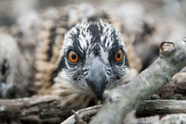 A close up featuring the bright orange eyes of a young osprey sitting in its nest trying to stay hidden bird,birds,bird of prey,raptor,hawk,Portrait,branches,chick,close-up,eyes,face,feathers,nest,orange,sticks,white,young,Osprey,Pandion haliaetus,Aves,Birds,Accipitridae,Hawks, Eagles, Kites, Harriers,C