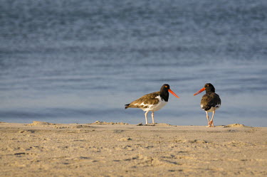 A pair of American oystercatchers walk on the sandy beach in front of the ocean in the early morning sun blue,beach,brown,orange,pair,red,sand,sunlight,walking,water,white,oystercatcher,bird,birds,shorebird,coast,coastal,American oystercatcher,Haematopus palliatus,Ciconiiformes,Herons Ibises Storks and V