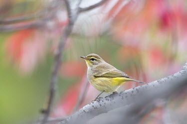 A palm Warbler sits perched on a  branch in front of red leaves in the fall Palm warbler,warbler,adorable,brown,close,cloudy,cute,fall,autumn,fall colours,grey,green,overcast,perched,pink,red,small,tiny,bird,birds,Dendroica palmarum,Palm Warbler,Perching Birds,Passeriformes,A
