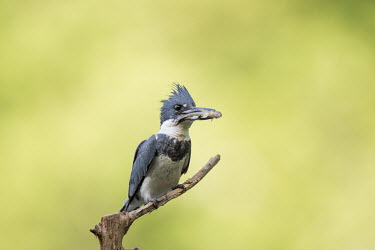 A belted kingfisher sits on a tree branch perch with a small fish in its bill in front of a bright green background Belted kingfisher,kingfisher,bird,birds,brown,fish,green,perched,soft light,stick,sunny,tree,white,Megaceryle alcyon,Chordates,Chordata,Aves,Birds,Coraciiformes,Rollers Kingfishers and Allies,Alcedini