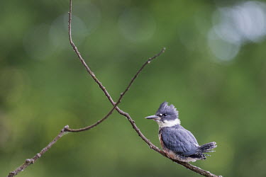 A belted kingfisher perches on a small branch in front of a solid green background with soft overcast lighting Belted kingfisher,kingfisher,bird,birds,green,perched,soft light,stick,tail,white,Megaceryle alcyon,Chordates,Chordata,Aves,Birds,Coraciiformes,Rollers Kingfishers and Allies,Alcedinidae,Kingfishers,C