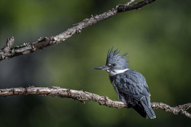 A male belted kingfisher sits on a branch with his head feathers lifted on up a sunny afternoon Belted kingfisher,kingfisher,bird,birds,bright,brown,feathers,grey,green,perched,punk,spiky,sunny,white,Megaceryle alcyon,Chordates,Chordata,Aves,Birds,Coraciiformes,Rollers Kingfishers and Allies,Alc