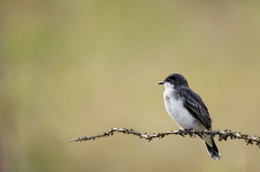An Eastern kingbird sits perched on a small branch in front of a smooth green background in soft afternoon sunlight adorable,brand,claws,cute,depth,shallow focus,grey,green,perch,perched,small,smooth background,soft light,white,kingbird,bird,birds,Eastern kingbird,Tyrannus tyrannus,Eastern Kingbird,Perching Birds,P