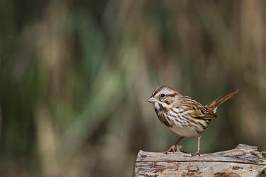 A small song sparrow sits perched on a lot in the bright sun Song Sparrow,brown,cute,perched,small,sunny,tree,white,wood,Animalia,Chordata,Aves,Passeriformes,Passerellidae,Melospiza melodia,sparrow,bird,birds,Animal,BIRDS,Log,nature,wildlife