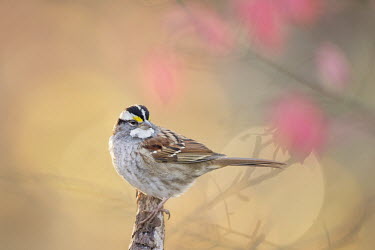 A white-throated sparrow sits perched on a branch White-throated sparrow,backlight,brown,close,feathers,grey,orange,pastel,perched,pink,soft background,soft light,white,sparrow,bird,birds,Animalia,Chordata,Aves,Passeriformes,Passerellidae,Zonotrichia