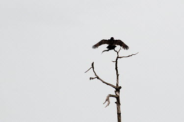 A turkey vulture perched on a dead tree snag with its wings outstretched against a solid white background Turkey vulture,bird of prey,bird,birds,branches,brown,dead,feathers,high key,outstretched,stretched,tree,white,wings,Cathartes aura,Aves,Birds,Cathartidae,New World Vultures,Ciconiiformes,Herons Ibise