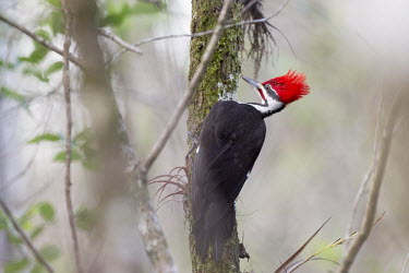 A large pileated woodpecker searches for food on a moss covered tree trunk Pileated Woodpecker,woodpecker,branches,clinging,green,moss,red,tree,white,bird,birds,Dryocopus pileatus,Pileated woodpecker,Picidae,Woodpeckers,Piciformes,Woodpeckers and Flicker,Chordates,Chordata,A