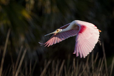 A roseate spoonbill flies in front of a dark background as the early morning sun lights up its bright pink wings spoonbill,bird,birds,Roseate Spoonbill,early,flying,green,morning,pink,red,sunlight,white,wings,Roseate spoonbill,Platalea ajaja,Threskiornithidae,Ibises, Spoonbills,Aves,Birds,Ciconiiformes,Herons Ib