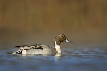 A male Northern pintail swims along the water on a bright sunny morning against a smooth brown background blue,Northern Pintail,Waterfowl,bright,brown,drake,duck,floating,grey,male,smooth background,sunny,swimming,water,water level,white,Northern pintail,Anas acuta,Aves,Birds,Ducks, Geese, Swans,Anatidae,