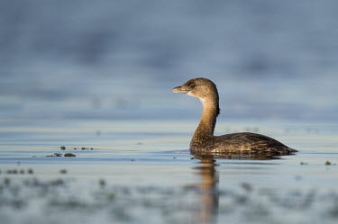 A pied-billed grebe swims along in blue water on a bright sunny day blue,grebe,Pied-billed Grebe,brown,reflection,sunny,water,water level,white,Animalia,Chordata,Aves,Podicipediformes,Podicipedidae,Podilymbus podiceps,bird,birds,Pied-billed grebe,BIRDS,Blue,GREBES,ani