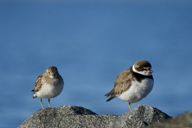A semipalmated plover and Least sandpiper stand together on a rock on a bright sunny day blue,Least Sandpiper,plover,sandpiper,bright,brown,orange,rock,smooth background,standing,sunny,water,white,shorebird,coast,coastal,bird,birds,Semipalmated plover,Charadrius semipalmatus,Chordates,Cho