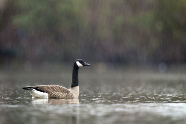 A Canada goose swims on a small pond in a light spring rain Canada goose,goose,geese,bird,birds,Waterfowl,brown,duck,green,long exposure,overcast,pond,rain,raining,reflection,swimming,water,water level,white,Branta canadensis,Chordates,Chordata,Ducks, Geese, S