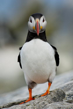 An Atlantic puffin stands on a rock staring straight at the camera with its bill looking rather narrow Atlantic puffin,puffin,puffins,birds,bird,seabird,seabirds,bill,colourful,cute,funny,goofy,grey,orange,red,rocks,stone,white,Puffin,Fratercula arctica,Ciconiiformes,Herons Ibises Storks and Vultures,A
