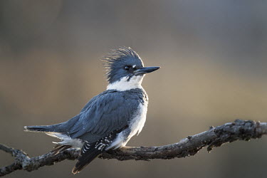 A male belted kingfisher perches on a branch with a proud pose as the late afternoon sun creates a soft glow around him Belted kingfisher,kingfisher,bird,birds,blue,Portrait,backlight,bill,brown,eye,feathers,glow,grey,perched,proud,soft light,sunny,tree,white,Megaceryle alcyon,Chordates,Chordata,Aves,Birds,Coraciiforme