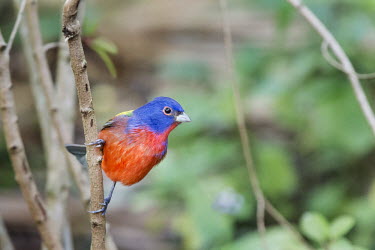 A painted bunting hangs onto a small branch showing off its brilliant coloration blue,Painted Bunting,bright,colourful,green,perched,red,bird,birds,bunting,Painted bunting,Passerina ciris,Perching Birds,Passeriformes,Emberizidae,Emberizids,Cardinalidae,Cardinals,Chordates,Chordata