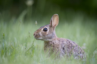 An Eastern cottontail Rabbit sits in tall green grass with soft light brown,eastern cottontail,fur,grass,green,rabbit,soft light,Eastern cottontail,Sylvilagus floridanus,Eastern Cottontail,Rabbits, Hares,Leporidae,Lagomorpha,Hares and Rabbits,Mammalia,Mammals,Chordates,