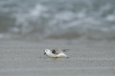 A sanderling splashes around bathing in the shallow ocean water on a sandy beach sandpiper,sanderling,shorebird,bird,birds,action,bathing,beach,cleaning,funny,grey,ocean,sand,shaking,shallow,soft light,water,water drop,white,Sanderling,Calidris alba,Charadriiformes,Shorebirds and