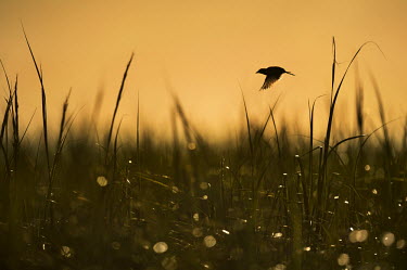 A seaside sparrow takes flight early one morning in a field of tall marsh grass Seaside sparrow,sparrow,bird,birds,Animalia,Chordata,Aves,Passeriformes,Passerellidae,Ammospiza maritima,Silhouette,action,backlight,bokeh,colourful,early,flying,grass,marsh grass,morning,movement,win