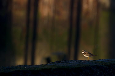 A semipalmated plover stands on the edge of some jetty rocks plover,shorebird,bird,birds,Semipalmated Plover,adorable,brown,colours,cute,early,fall,autumn,fall colours,legs,lines,morning,orange,small,standing,still,sunlight,tiny,white,Semipalmated plover,Charad