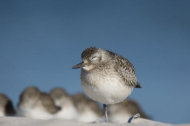 A black-bellied plover stands on one leg with its eyes closed on a bright sunny day at a beach Black-bellied plover,bird,birds,blue,Dunlin,plover,sandpiper,beach,bright,brown,sunny,water,white,Grey plover,Pluvialis squatarola,Aves,Birds,Ciconiiformes,Herons Ibises Storks and Vultures,Charadriif