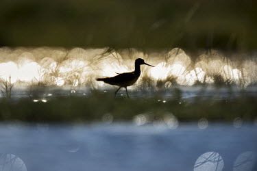 A greater yellowlegs is silhouetted against the reflection of the bright sun on the water on a sunny day blue,Animalia,Chordata,Aves,Charadriiformes,Scolopacidae,Tringa melanoleuca,bird,birds,sandpiper,Silhouette,bokeh,bright,dark,dramatic,outline,shape,sparkle,sunny,water level,white,Greater yellowlegs,