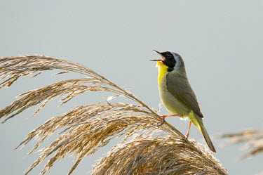 A common Yellowthroat sings loudly in the morning sun as it sits perched on (No Suggestions) grass Common throat,warbler,backlight,brown,calling,feet,grey,green,loud,male,morning,noise,perched,phragmites,pink,singing,smooth background,song,sun,sunlight,Animalia,Chordata,Aves,Passeriformes,Parulidae