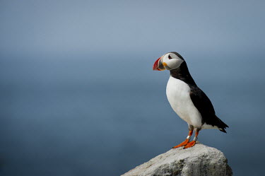A lone Atlantic puffin stands on a rock in front of the Atlantic Ocean on a sunny day Atlantic puffin,puffin,puffins,birds,bird,seabird,seabirds,blue,banded,bill,colourful,cute,funny,goofy,grey,ocean,orange,red,rocks,smooth background,stone,white,Puffin,Fratercula arctica,Ciconiiformes