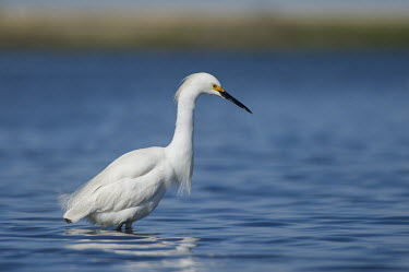 A bright white snowy egret stands in shallow water searching for food on a bright sunny day blue,Snowy egret,egret,bird,birds,bright,feeding,fishing,reflection,shallow,smooth background,sunny,wading,water,water level,white,Egretta thula,Snowy Egret,Herons, Bitterns,Ardeidae,Chordates,Chordat