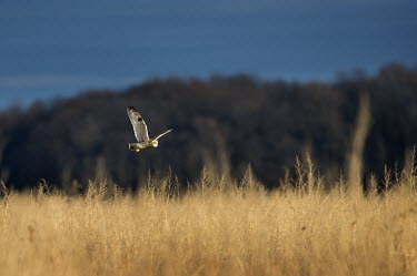 A short-eared owl flies low over a large open field in search of rodents in the late evening sun blue,blue Sky,Owls,Short-eared owl,Animalia,Chordata,Aves,Strigiformes,Strigidae,Asio flammeus,owl,bird of prey,bird,birds,brown,evening,field,flying,grass,scenic,sunny,trees,white,wings,True Owls,Bir