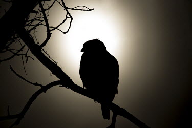 A silhouette of a red-shouldered hawk perched on a branch in front of the soft morning sunlight Red-shouldered hawk,hawk,bird of prey,raptor,bird,birds,Silhouette,dark,gradient,morning,perched,shape,smooth background,sun,tree,white,Red-Shouldered Hawk Silhouette,Buteo lineatus,Falconiformes,Hawk
