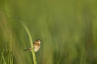 A tiny seaside sparrow clings to a blade of tall marsh grass Seaside sparrow,sparrow,bird,birds,Animalia,Chordata,Aves,Passeriformes,Passerellidae,Ammospiza maritima,brown,cute,grass,green,marsh grass,morning,perched,small,smooth background,sunny,tall grass,tin