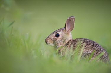 A small rabbit sits in a field of green grass brown,eastern cottontail,evening,fur,furry,grass,green,late,rabbit,Rabbit,Oryctolagus cuniculus,Rabbits, Hares,Leporidae,Mammalia,Mammals,Lagomorpha,Hares and Rabbits,Chordates,Chordata,Conejo,Lapin d